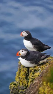 两只海雀高清摄影图片