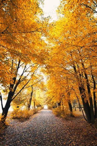 秋天树林道路风景