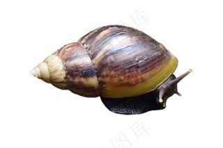 蜗牛免抠素材PSD分层