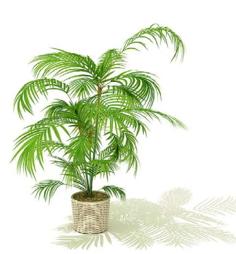 植物盆栽室内装饰素材免费下载室内盆...