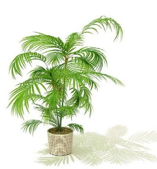 植物盆栽室内装饰素材免费下载室内盆...