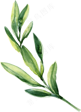 绿色树藤树叶花藤藤蔓图片背景素材