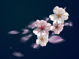 樱花