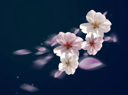 樱花 樱花