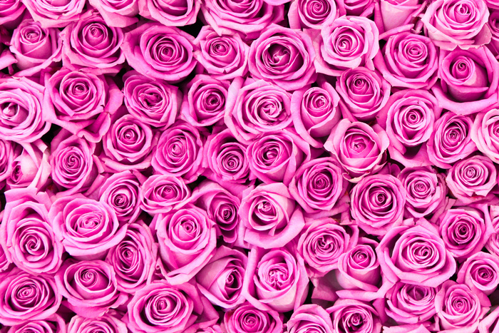 粉色玫瑰花静物设计素材