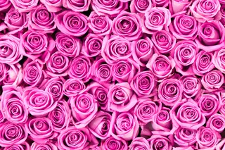 粉色玫瑰花静物设计素材