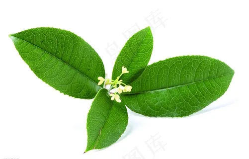 小清新绿色绿叶小白花分层透明底原图