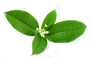 小清新绿色绿叶小白花分层透明底原图