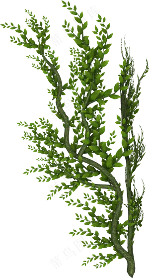 300DPI高清藤蔓藤条PNG免抠...