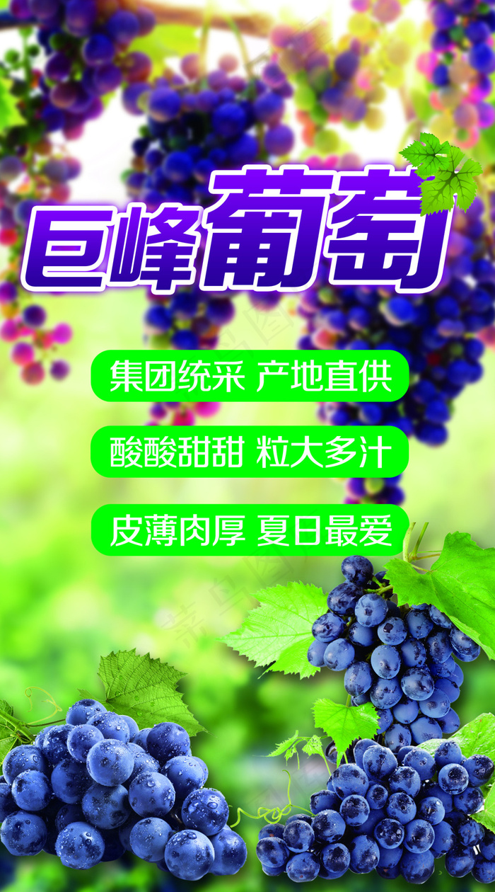 巨峰葡萄商品宣传POP(1575X2835(DPI:80))psd模版下载