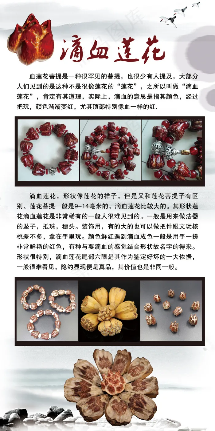 滴血莲花展板psd模版下载