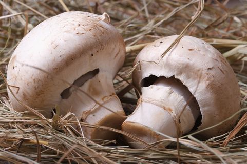 草地上的蘑菇图片