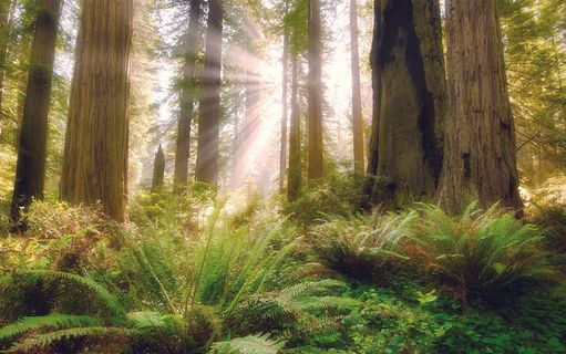 绿色森林阳光客厅电视背景墙装饰画