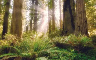 绿色森林阳光客厅电视背景墙装饰画