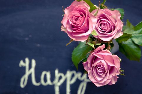 粉色玫瑰花静物设计素材