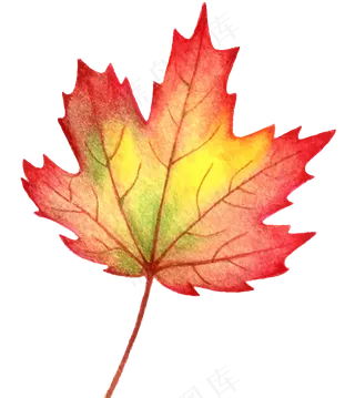 卡通手绘黄色的枫叶