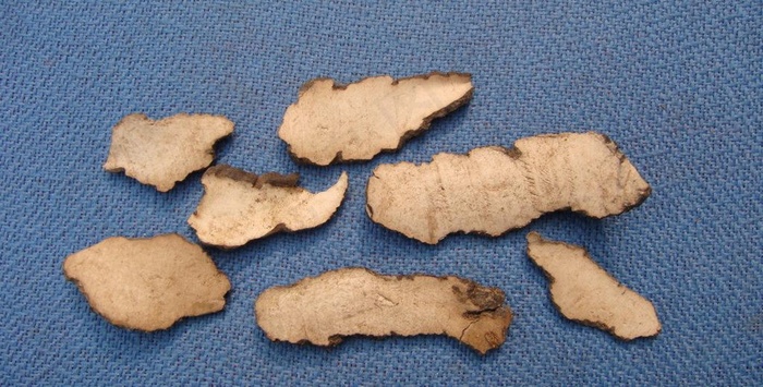 猪苓菌素材下载图片