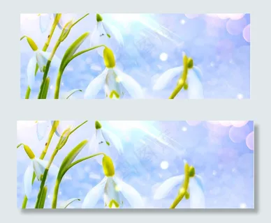 香水白色花卉梦幻背景banner  香水白色花卉梦幻背景banner