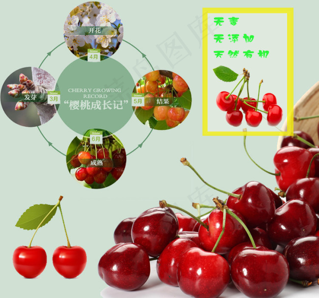 樱桃海报psd模版下载