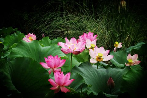 粉色荷花壁纸图片