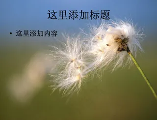 PPT高考学子如蒲公英般背景图片...