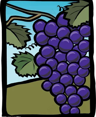 矢量葡萄图片