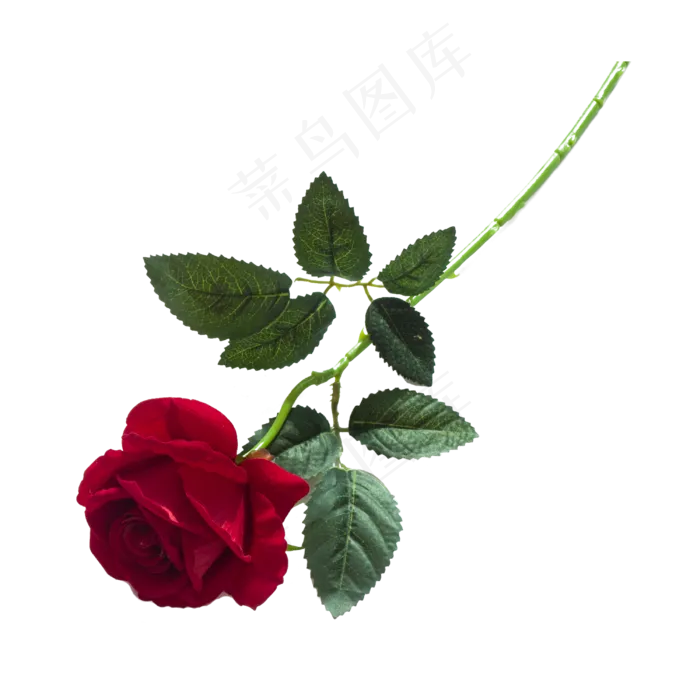 实拍公园花卉玫瑰花实拍公园花卉玫瑰花psd模版下载