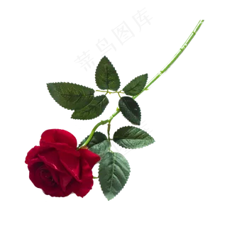 实拍公园花卉玫瑰花实拍公园花卉玫瑰花