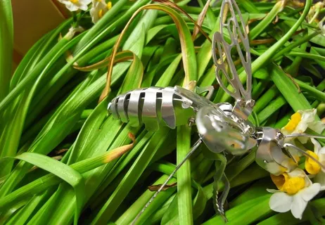 不朽昆虫图片 不朽昆虫图片