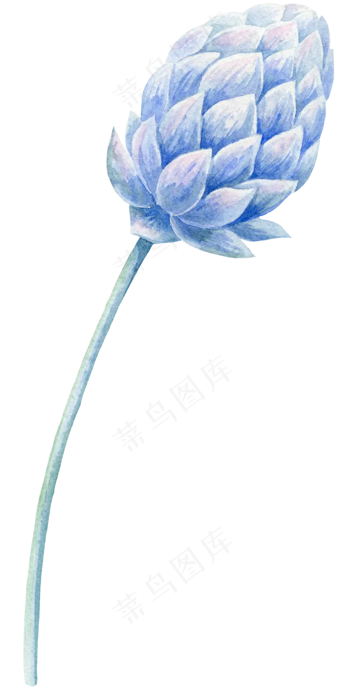 紫色花卉图片素材