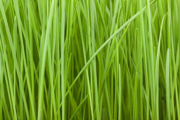 绿草特写图片