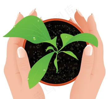 植物幼苗插画矢量素材