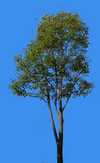 柿子-果树-灌木类——植物素材