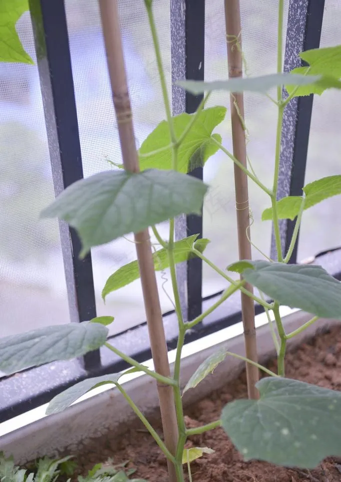 藤蔓植物图片