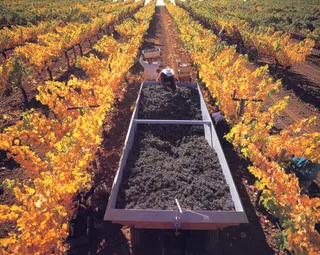 葡萄 提子 葡萄园 红酒 收获 庄...