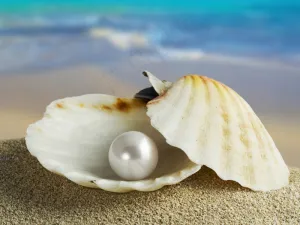 海滩贝壳图片