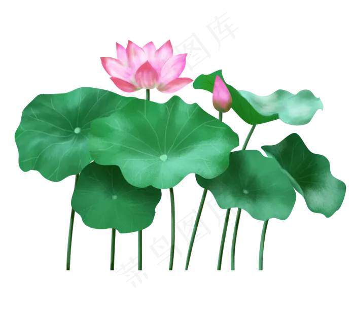 荷花荷叶立夏夏天,免抠元素