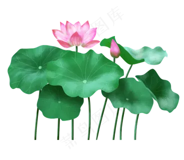 荷花荷叶立夏夏天,免抠元素