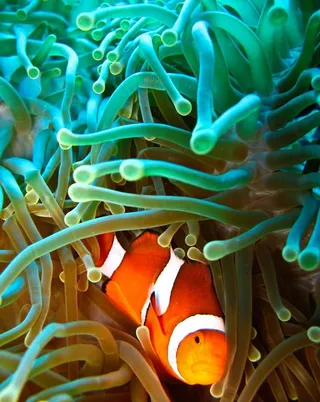 海底世界美丽可爱小丑鱼图片