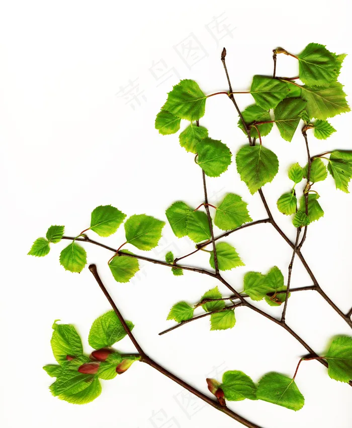 美丽的春天的绿色的叶子在白色背景分离