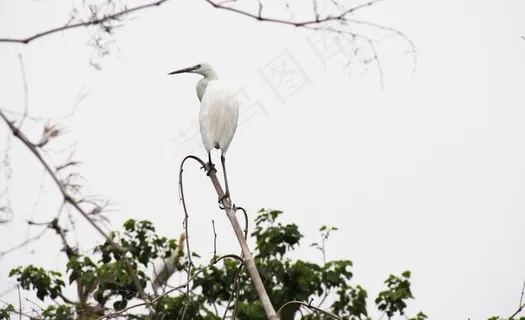白鹭 枝头鸟儿图片