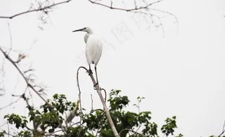 白鹭 枝头鸟儿图片