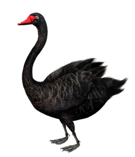 免抠png图片ps素材天鹅