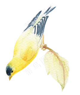 水彩手绘鸟类火烈鸟小鸟PNG素材