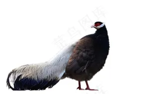 褐马鸡免抠素材PSD分层