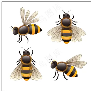 矢量蜜蜂图片