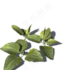 小型花卉植物3D模型免费下载，带材...