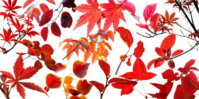 红树叶枫叶PSD素材psd模版下载