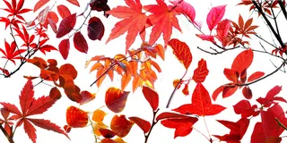 红树叶枫叶PSD素材