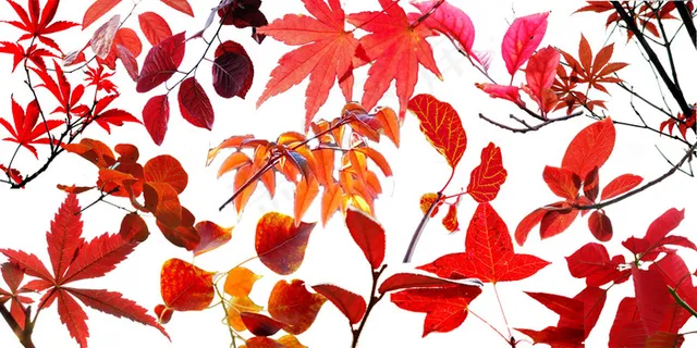 红树叶枫叶PSD素材 红树叶枫叶PSD素材